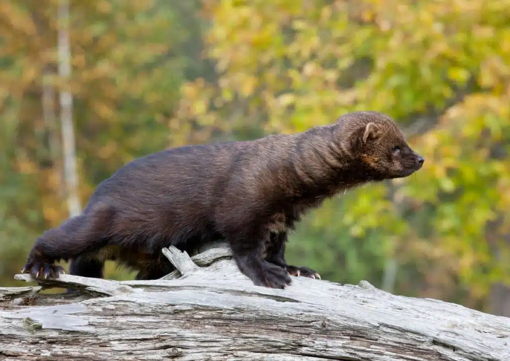 19 Fun Facts About Wildlife in Yosemite National Park!