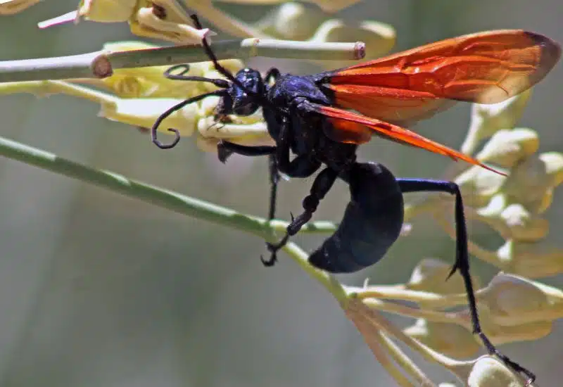 20 Animals in Grand Canyon National Park Seen on Our Hikes! (Photos and Tips Included) Tarantula Hawk grand canyon animals