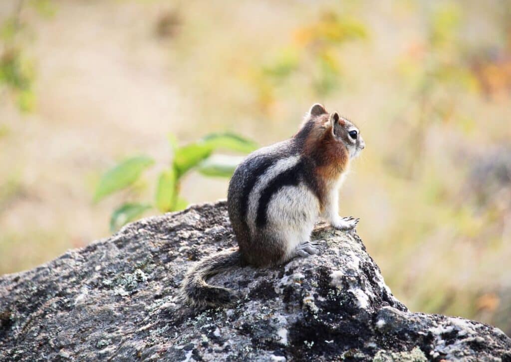 The Golden-Mantled Ground Squirrel facts about wildlife in yosemite