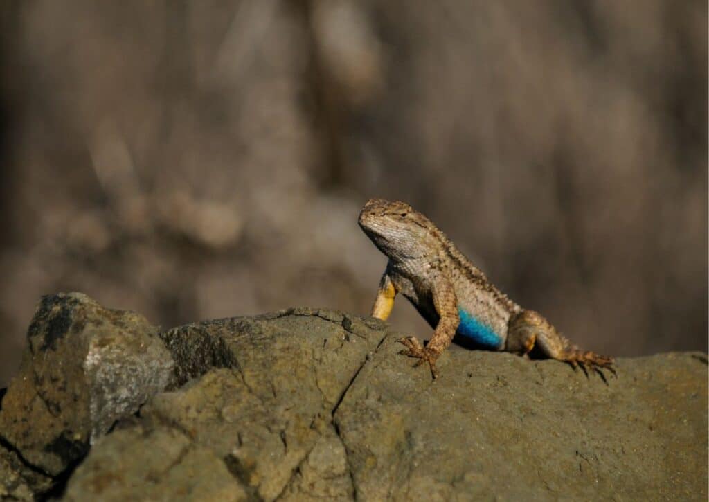 Western Fence Lizards facts about wildlife in yosemite