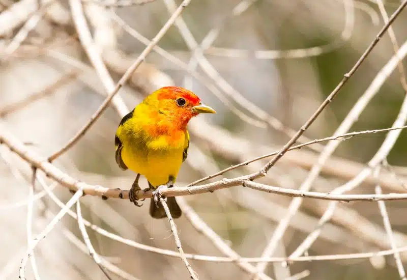 20 Animals in Grand Canyon National Park Seen on Our Hikes! (Photos and Tips Included) Western Tanager grand canyon animals