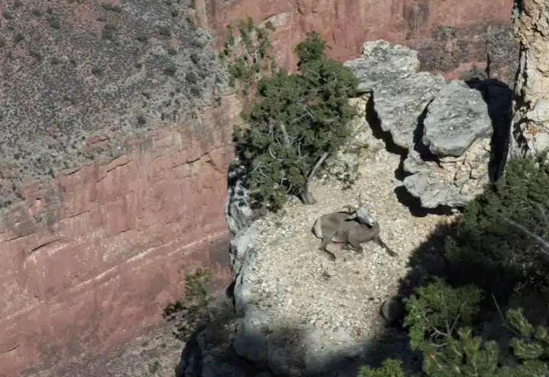 20 Animals in Grand Canyon National Park Seen on Our Hikes! (Photos and Tips Included) bighorn sheep grand canyon animals