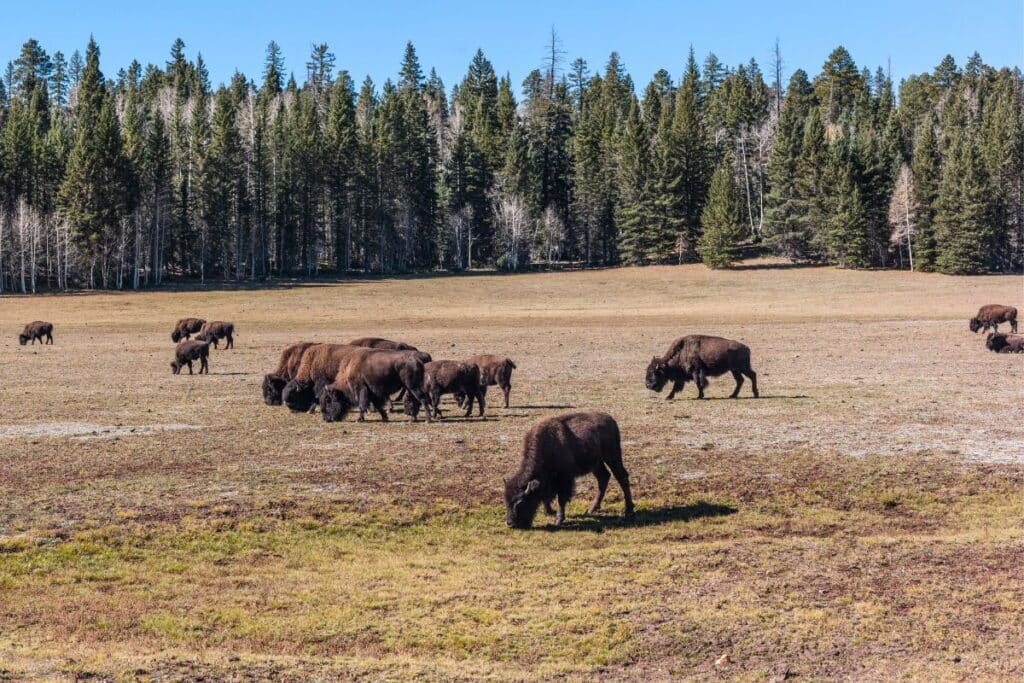 bison Kaibab National Forest