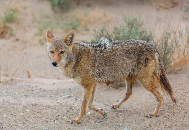 coyotes grand canyon predators