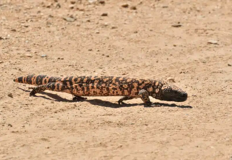 20 Animals in Grand Canyon National Park Seen on Our Hikes! (Photos and Tips Included) gila monster grand canyon animals