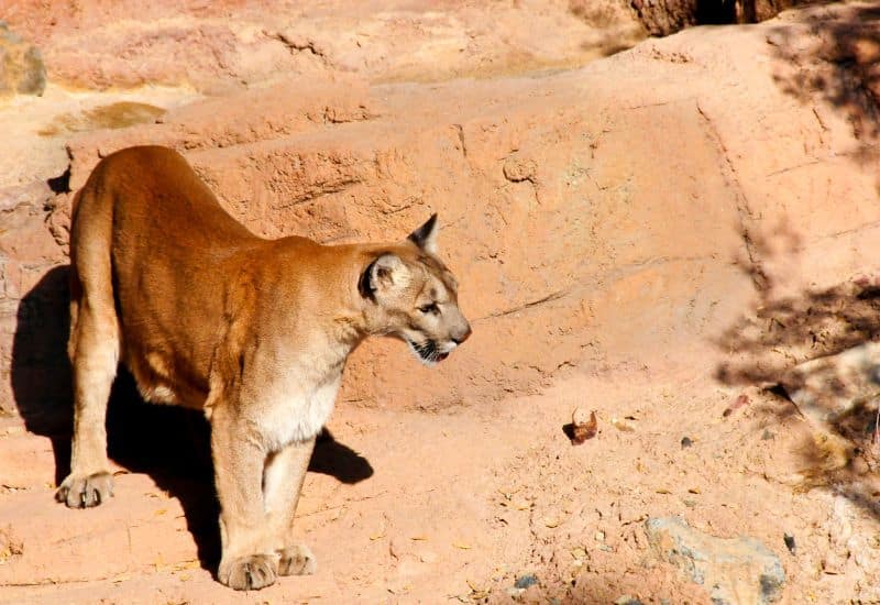 mountain lions grand canyon predators