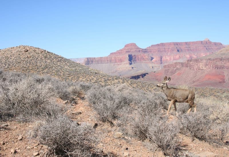 mule deer grand canyon animals