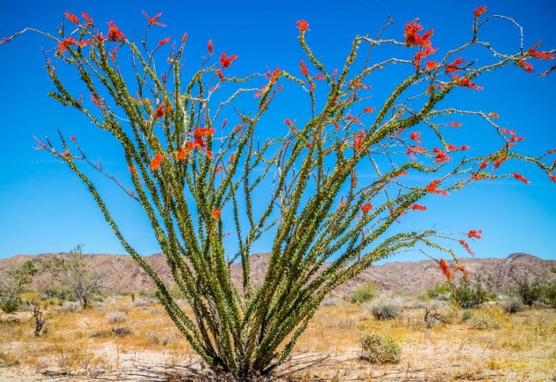 ocotillo fun facts about joshua tree national park 