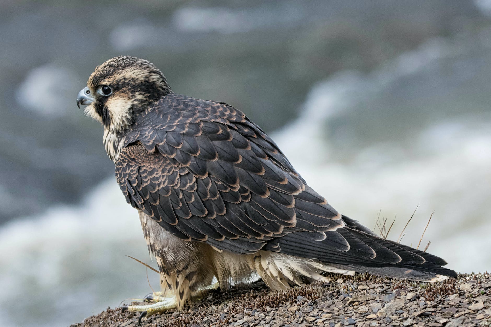 Peregrine falcon perched on a cliff yosmite
