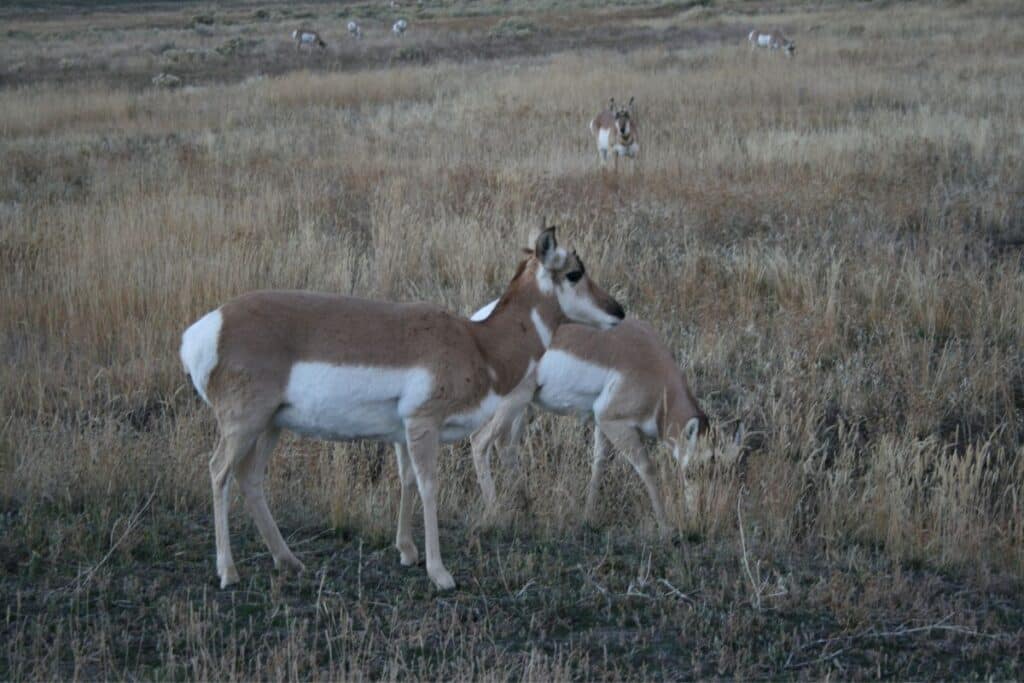 pronghorn FACTS ABOUT BRYCE CANYON NATIONAL PARK