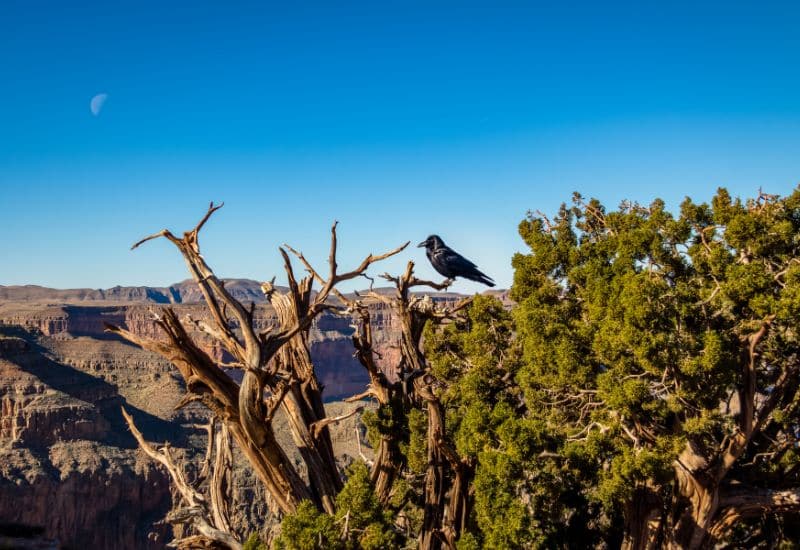 ravens grand canyon animals