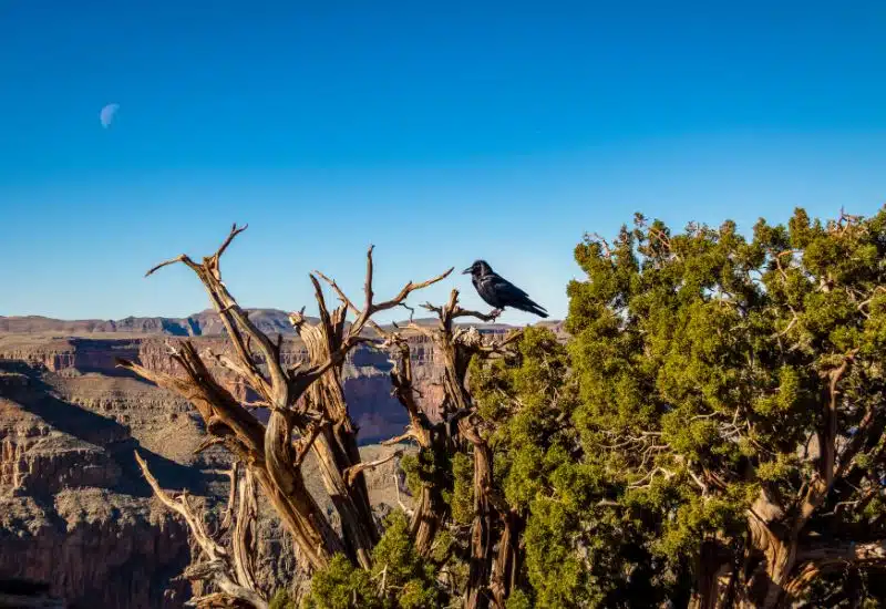 20 Animals in Grand Canyon National Park Seen on Our Hikes! (Photos and Tips Included) ravens grand canyon animals