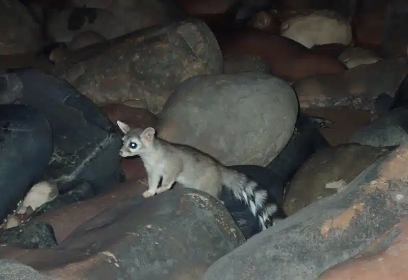 20 Animals in Grand Canyon National Park Seen on Our Hikes! (Photos and Tips Included) ringtail grand canyon animals