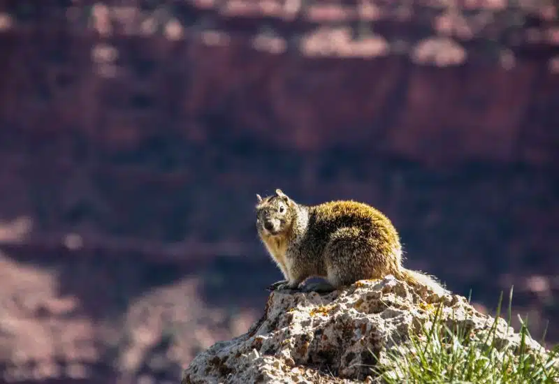 20 Animals in Grand Canyon National Park Seen on Our Hikes! (Photos and Tips Included) rock squirrel grand canyon