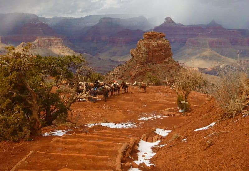 winter mule rides and canyon in winter