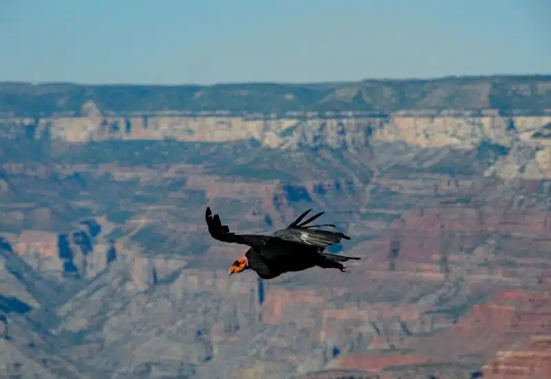 condor grand canyon south rim itinerary